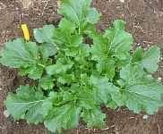 Mispoona sur le site de real seeds