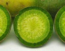 green luobo radis d'hiver dans le catalogue de real seeds