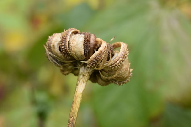 Graines de soucis (calendula) : quelles sont les bonnes ? - Au jardin des  Quatre Moineaux