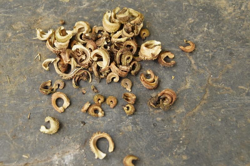 Graines de soucis (calendula) : quelles sont les bonnes ?