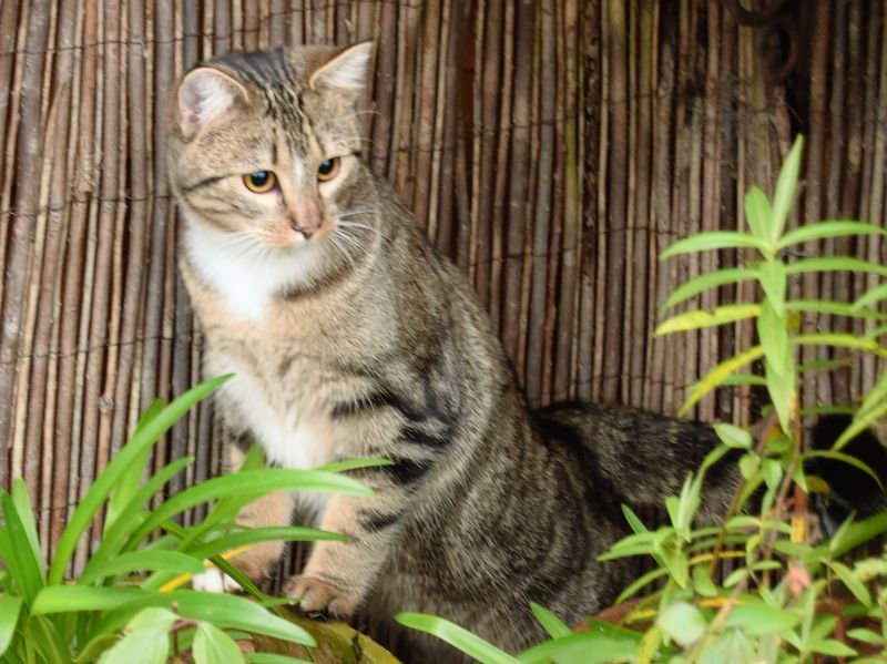 Le chat des quatre moineaux Nana