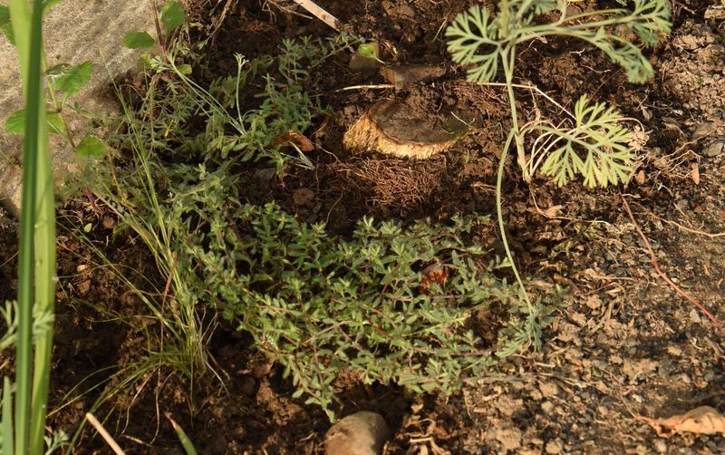 Il suffit de soulever les plants branches de thym qui courent sur le sol pour découvrir des "marcottes" naturelles qu'il suffit de prélever et de repiquer.