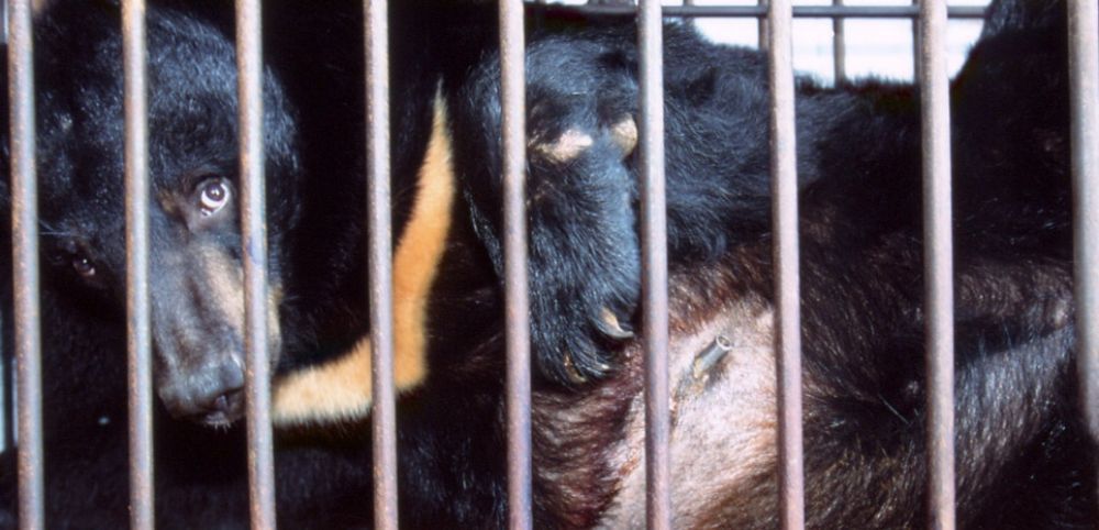 Un ours noir d'Asie (ou ours lune) capturé pour son acide biliaire. © ANIMAL ASIA