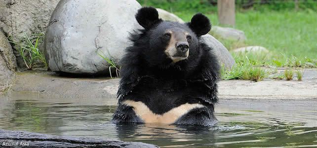 L'ours asiatique, victime de la médecine chinoise