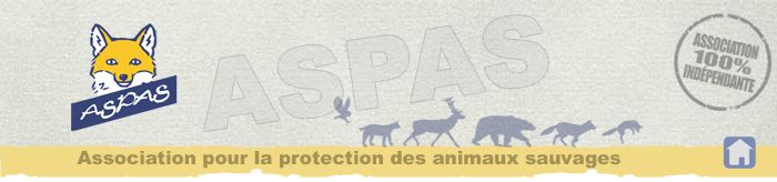 Exprimez-vous contre l'abattage de 4 loups supplémentaires !