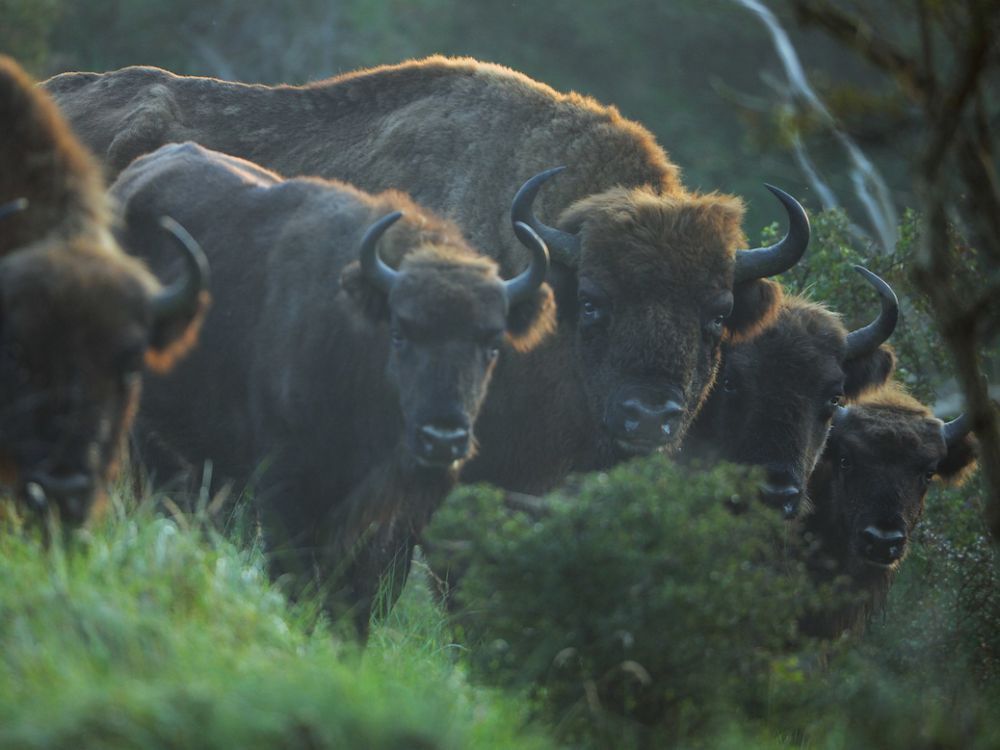 Alors qu'ils n'étaient plus qu'une poignée dans les années 1920, les bisons sont désormais un peu plus de 6000 en Europe. ©JEROEN HELMER /REWILDING EUROPE