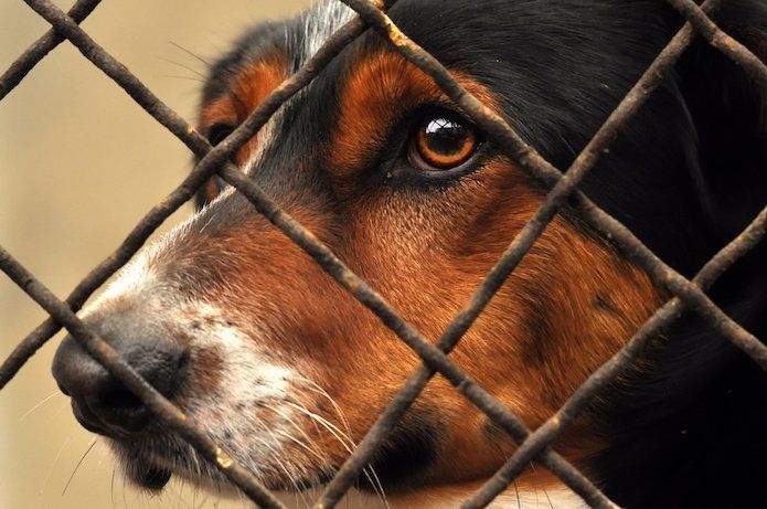 San Francisco force les animaleries à ne vendre que des bêtes abandonnées