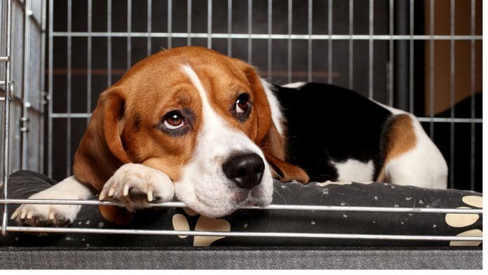 San Francisco force les animaleries à ne vendre que des bêtes abandonnées