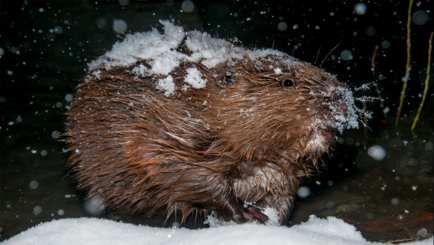 Bon anniversaire les Castors