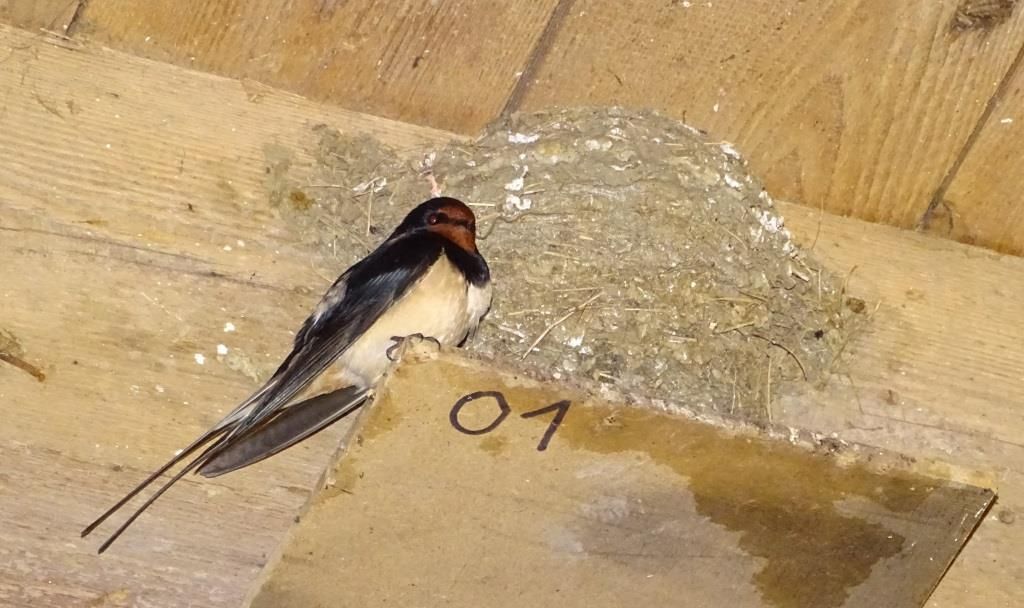 Hirondelle rustique (Hirundo rustica). Photo : Jean-Louis Schmitt
