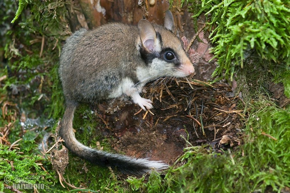 Plutôt Loir ou Lérot ? - Nature d'ici et d'ailleurs