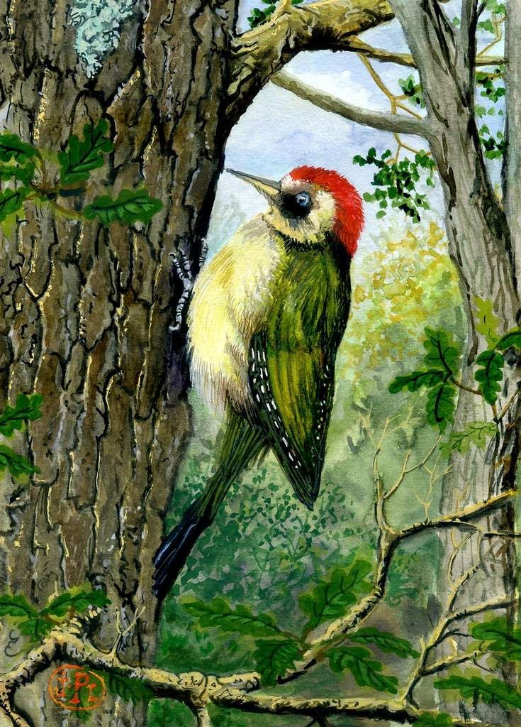 Le Pic Vert Un Oiseau Au Rire Moqueur Nature Dici Et D