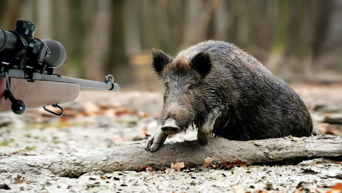 Homme Chasseur En Tenue De Camouflage Avec Une Arme à Feu Pendant La Chasse  à La Recherche D'oiseaux Sauvages Ou De Gibier