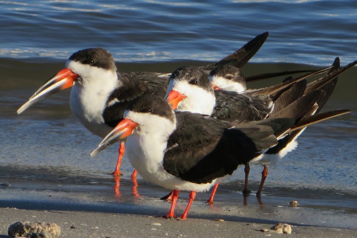 Carte Postale De Floride 2 Nature Dici Et Dailleurs