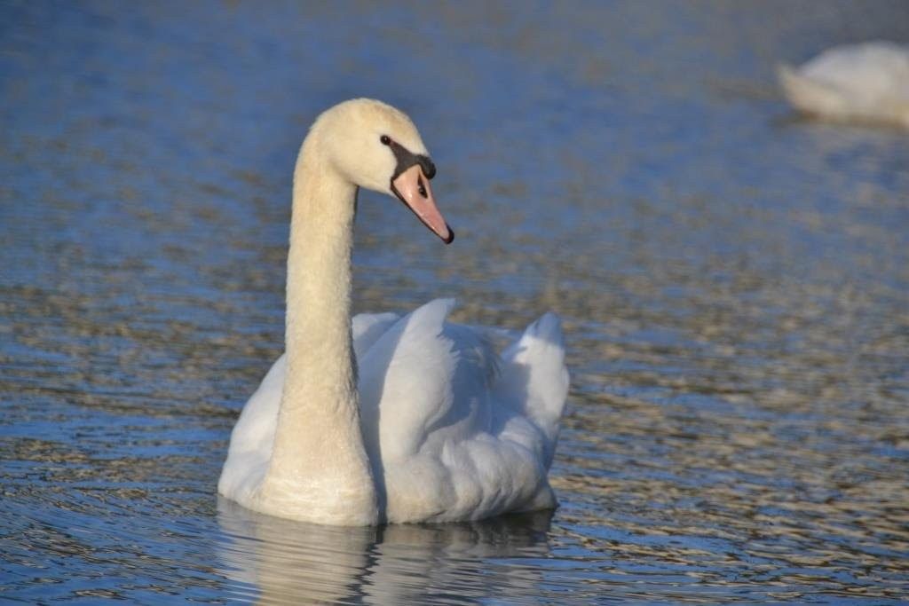 La Danse Du Cygne Nature D Ici Et D Ailleurs