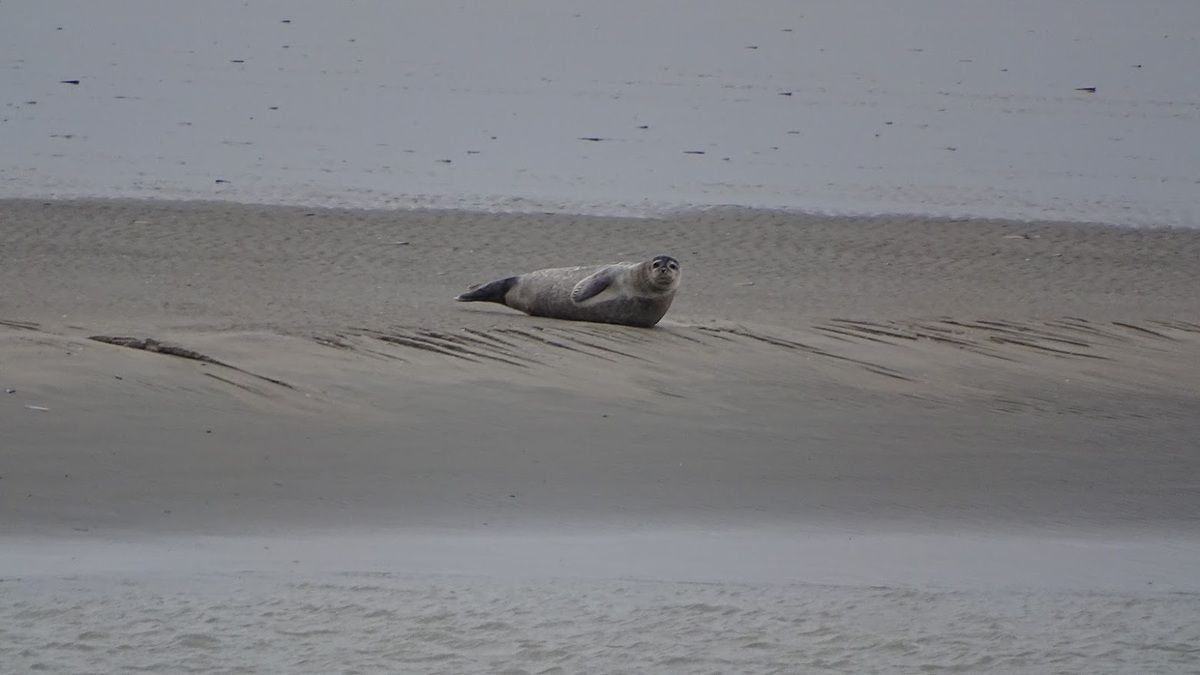 Les phoques de la Baie d’Authie Nature d'ici et d'ailleurs