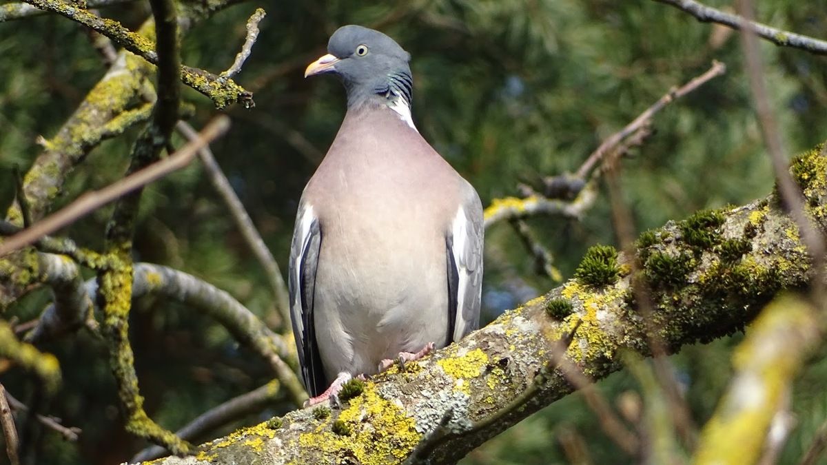 Chasse Au Pigeon Ramier Dans La Somme Très prisée palombe… - Nature d'ici et d'ailleurs