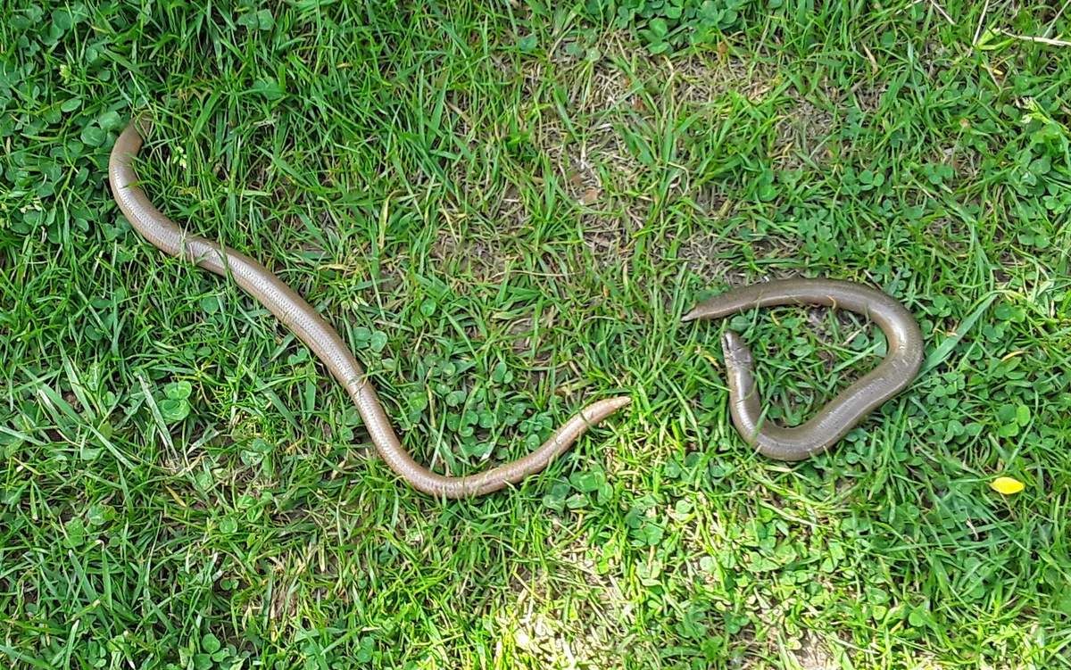 Le bal des serpents de verre - Nature d'ici et d'ailleurs