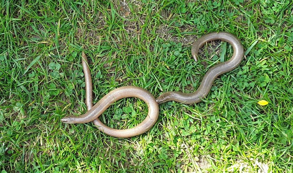 Le bal des serpents de verre - Nature d'ici et d'ailleurs