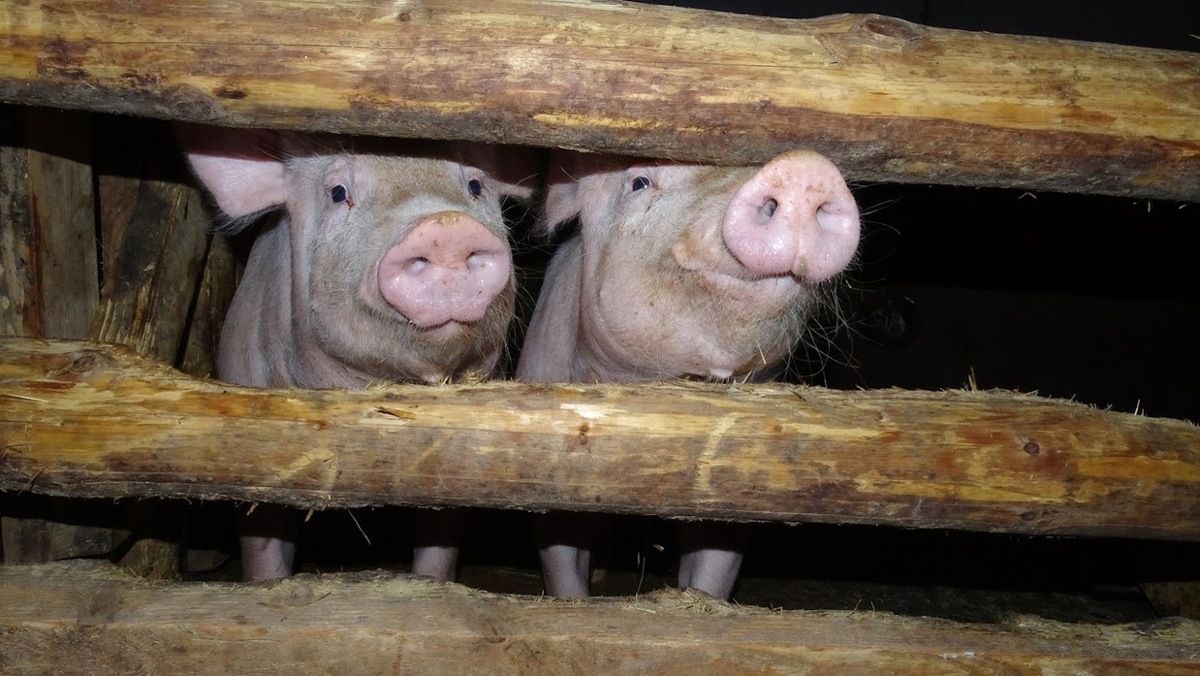 La Ferme Des Animaux Animal Farm En Anglais Un Livre