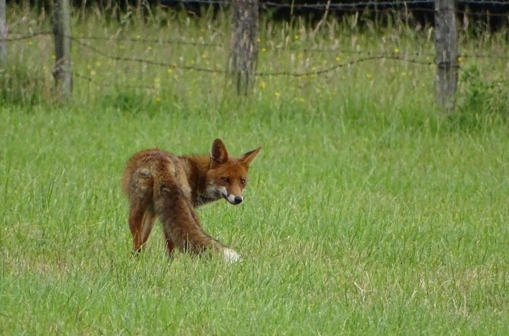 Comment le renard élève-t-il ses petits ? - La Salamandre