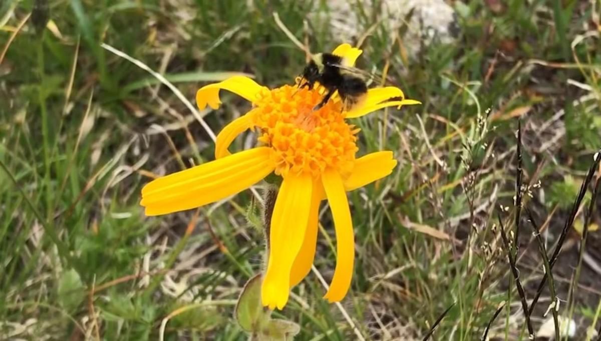 L'arnica des montagnes, entre culture et cueillette - Jardins de