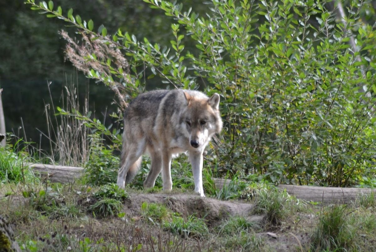 Les Loups Du Millénaire Film Complet Les loups, nos voisins - Nature d'ici et d'ailleurs