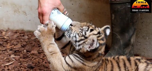Le Trafic De Grands Felins Une Mode Qui S Intensifie En France Nature D Ici Et D Ailleurs