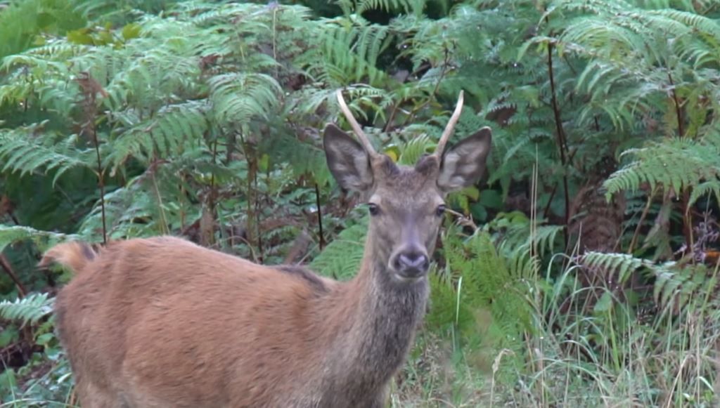Quand les cerfs perdent leurs bois… Nature d
