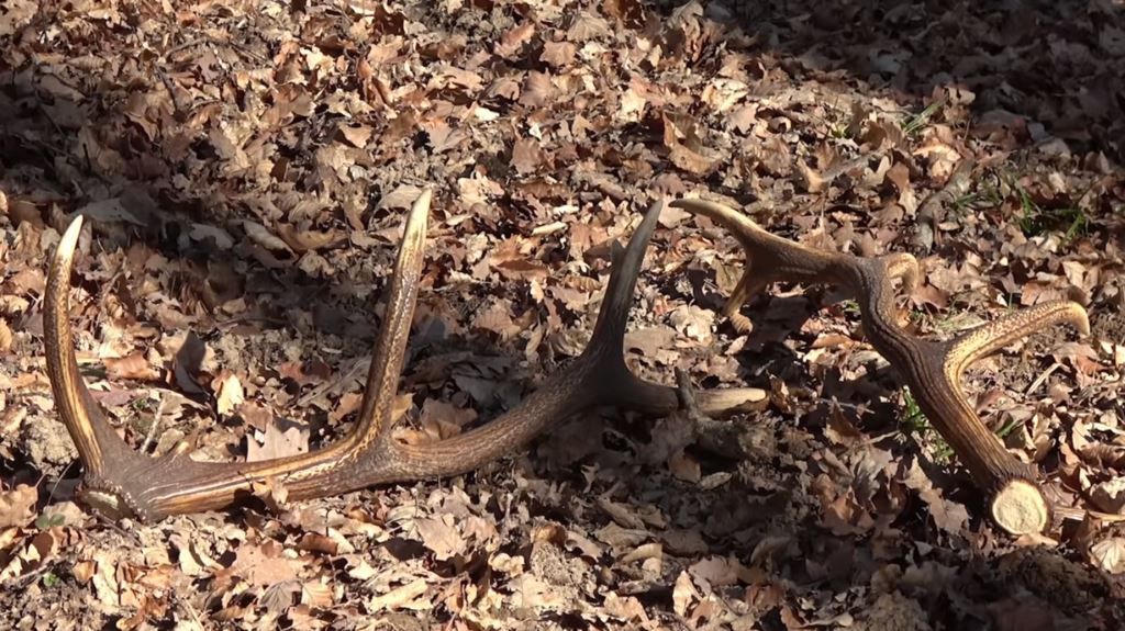 Quand les cerfs perdent leurs bois… Nature d