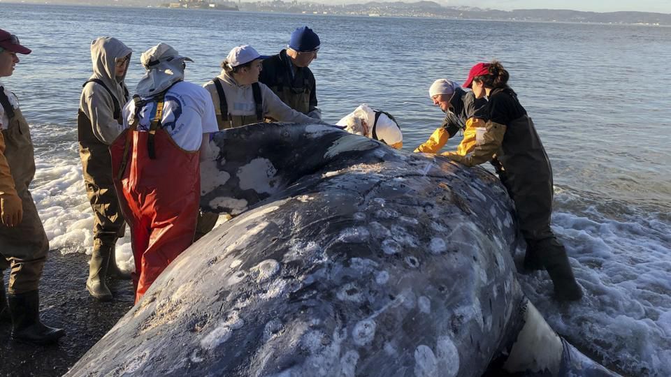Aux Philippines, une baleine est morte de faim… avec 40kg de plastique dans  l'estomac - Nature d'ici et d'ailleurs