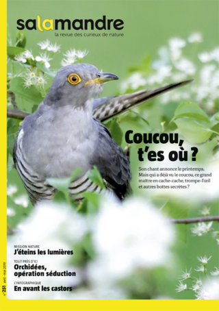 Le Coucou Gris Un Charmant Voleur De Nid Nature D Ici Et D Ailleurs Le Coucou Gris Un Charmant Voleur De Nid Nature D Ici Et D Ailleurs