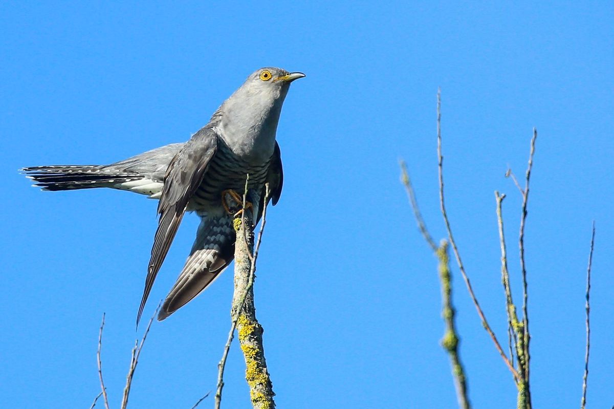 Le Coucou Gris Un Charmant Voleur De Nid Nature D Ici Et D Ailleurs Le Coucou Gris Un Charmant Voleur De Nid Nature D Ici Et D Ailleurs