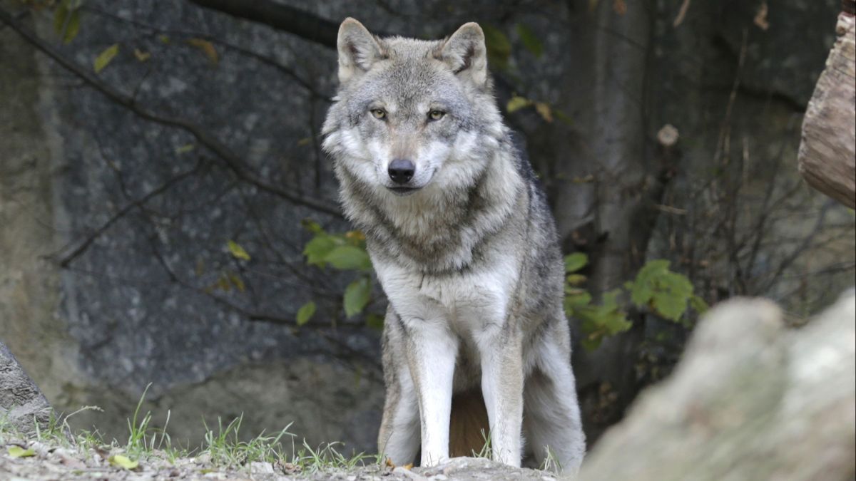 Lu0027abattage des loups bientôt interdit en Italie ? - Nature du0027ici 