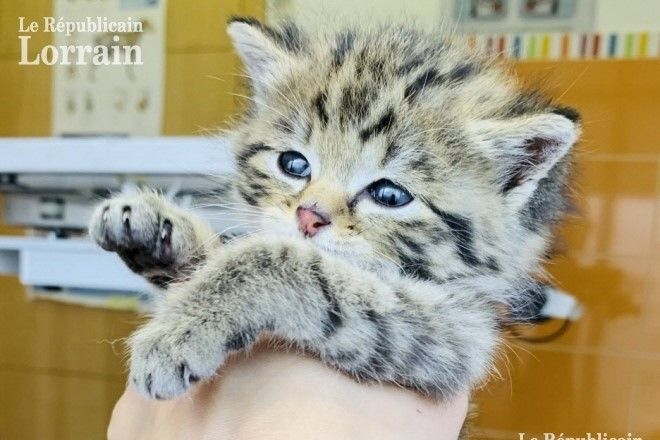 Tigrou Ladorable Chaton était En Fait Une Espèce Sauvage