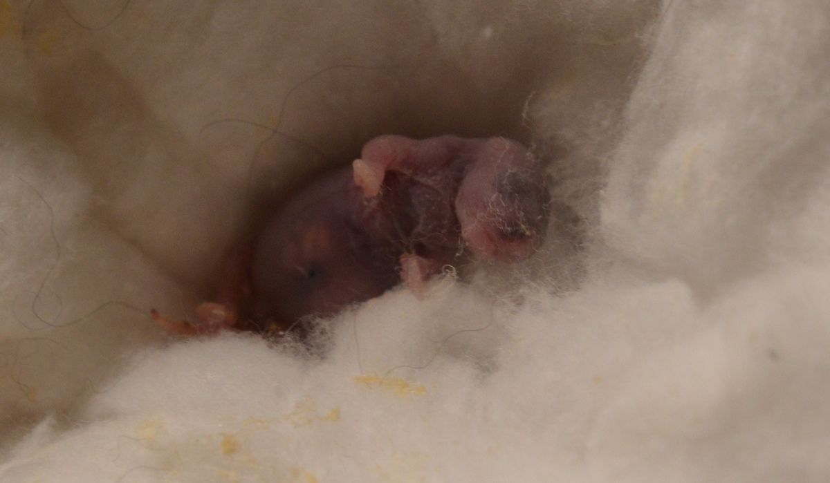 L'image de la semaine : une loutre se laisse couler sur les flots en  cajolant son bébé tout juste né