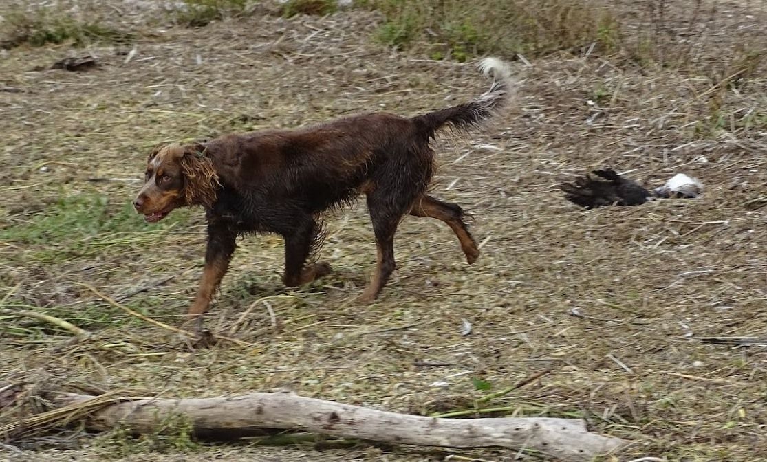 Le dressage des chiens pour la chasse, une éducation à la violence 