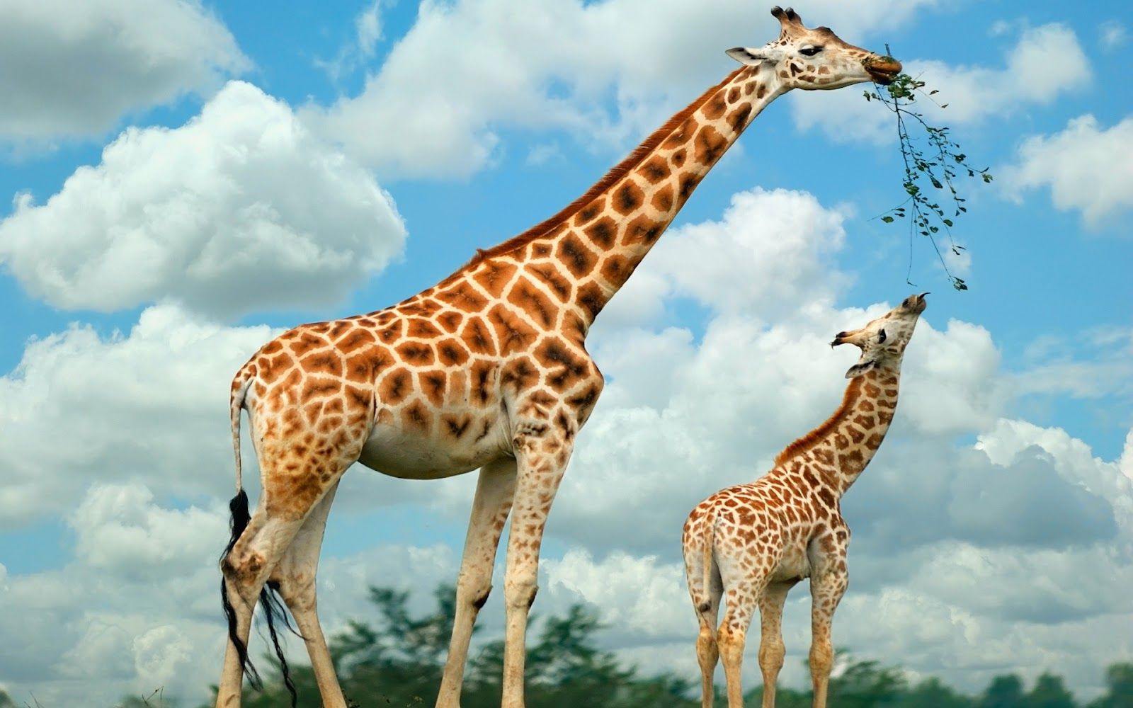 Le Coup De La Girafe.: Des Savants Dans La Savane Les girafes sont désormais menacées “d’extinction silencieuse” - Nature