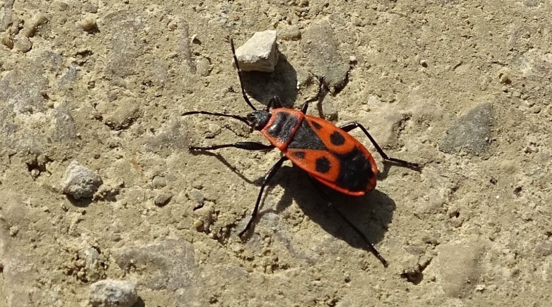 Punaises Les Gendarmes Nature D Ici Et D Ailleurs Punaises Les Gendarmes Nature D Ici Et D Ailleurs