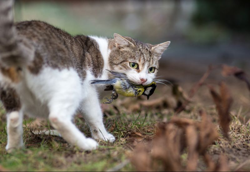 Quelles Astuces Existe T Il Pour Limiter La Predation Des Chats Nature D Ici Et D Ailleurs