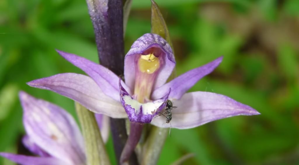 Le Limodore à feuilles avortées (Limodorum abortivum) peut atteindre 80 cm de haut… Image extraite de la Minute Nature n° 198 (Cliquez pour agrandir)