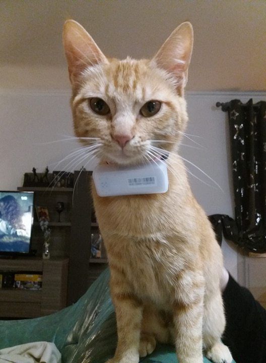 Mon Collier Gps Pour Chat Toujours Sous Surveillance Et Sous Protection Avec Weenect Maman Enjoy