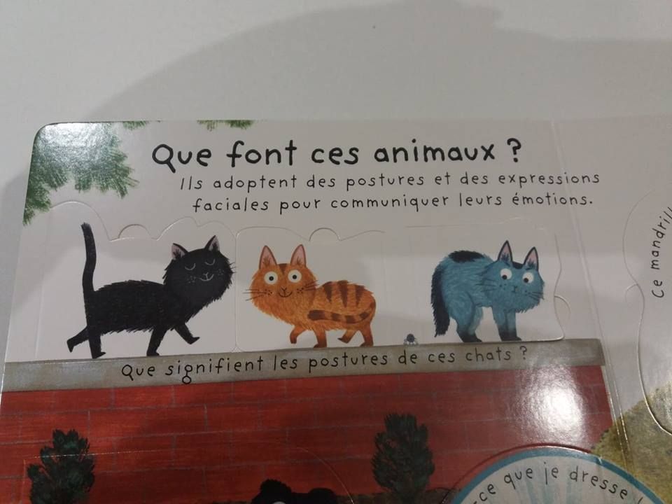 langage chat