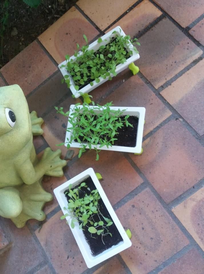 plantation jardinières