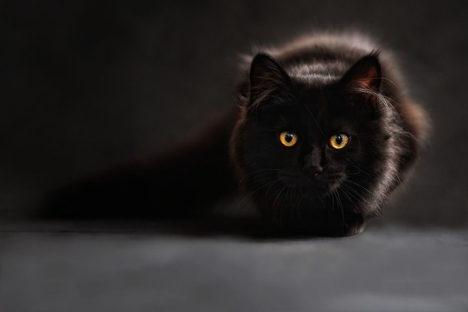 pouvoir magique du chat