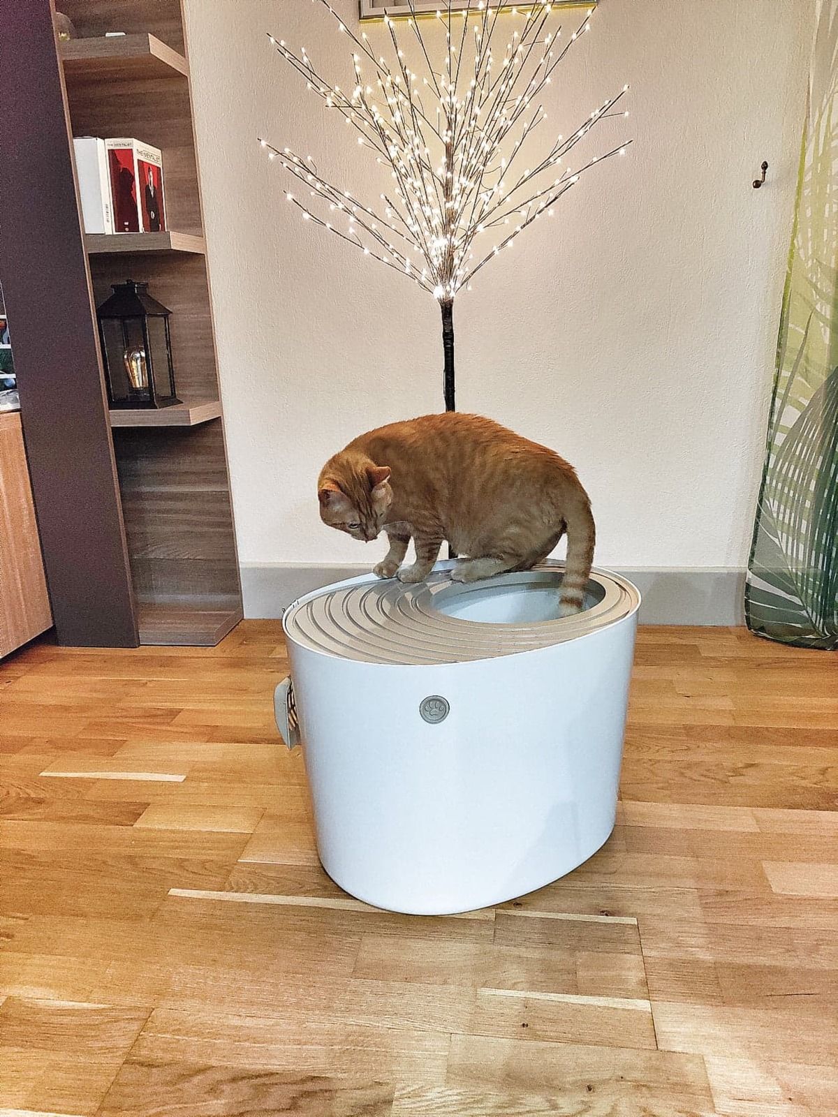 Mon Chat Teste Sa Nouvelle Maison De Toilette Iris Ohyama Maman Enjoy