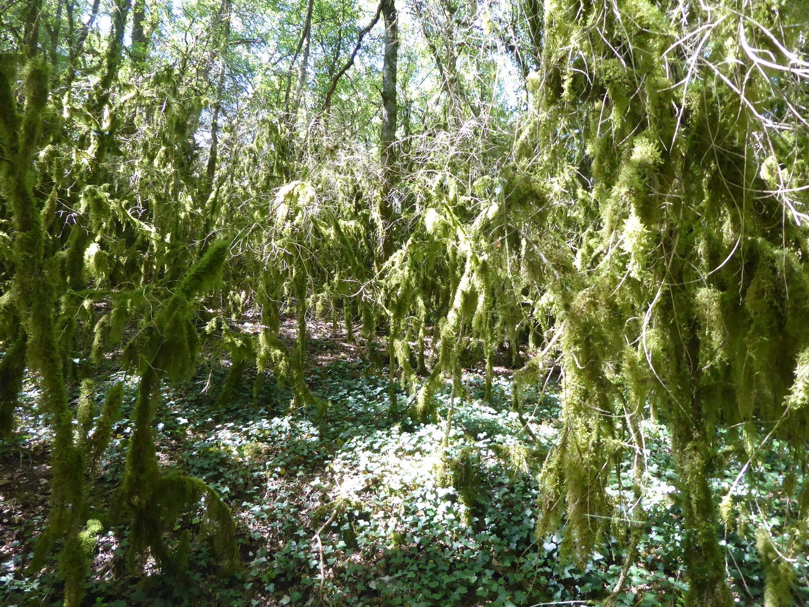 SAINT ANTONIN NOBLE VAL Les randonnées de Didier