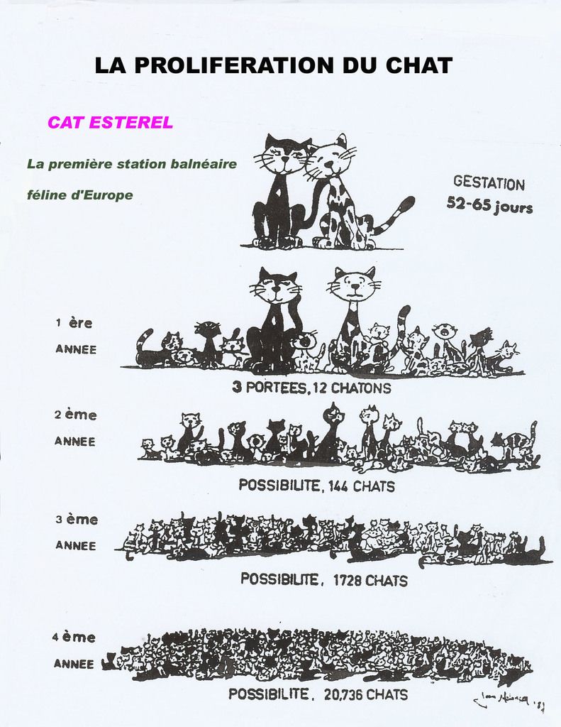 https://img.over-blog-kiwi.com/1/98/82/15/20170317/ob_c166fd_proliferation-du-chat.jpg