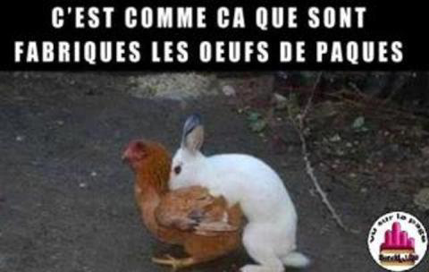 Ha les oeufs de Pâques !...