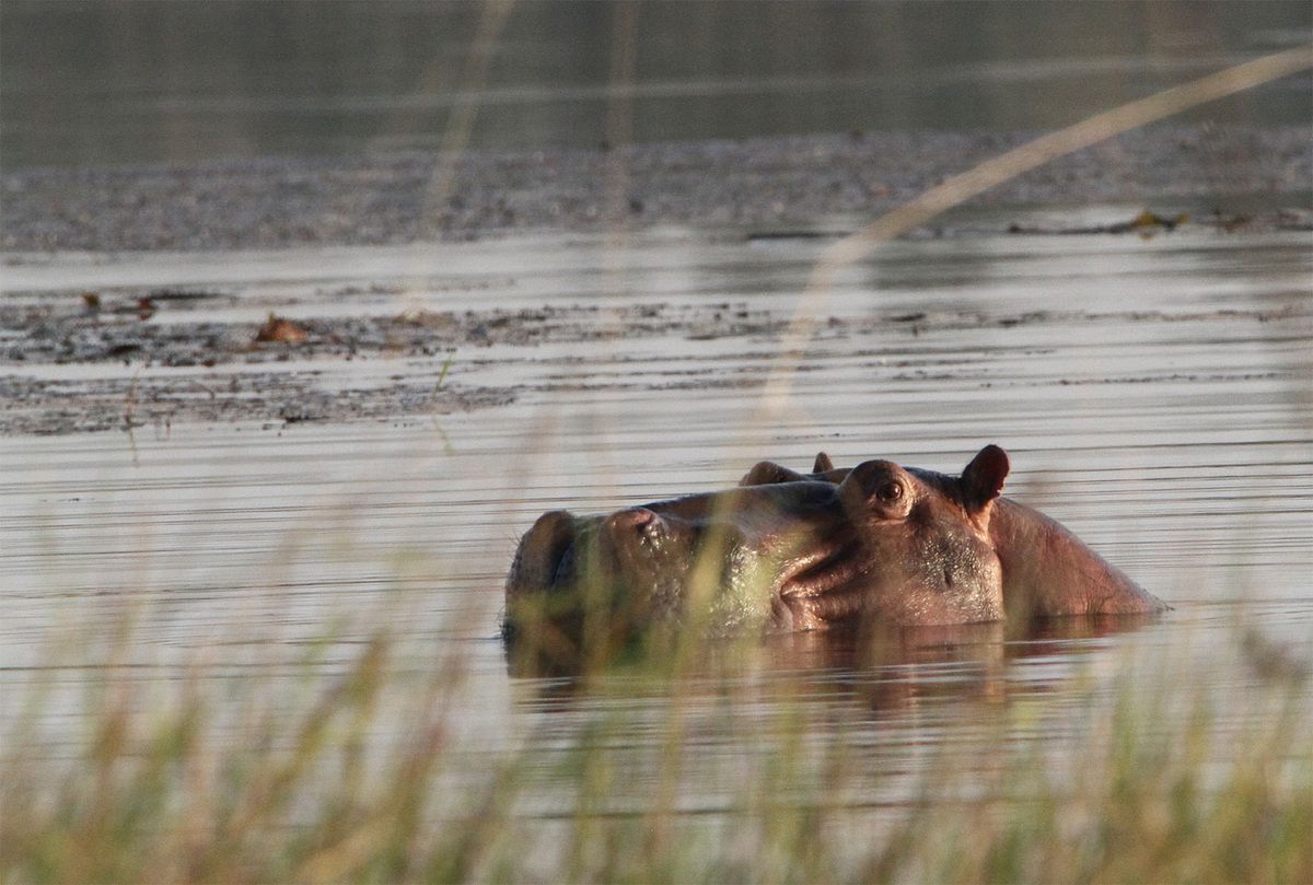 Les hippopotames de Tengrela